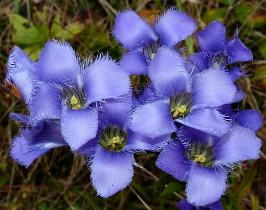 {Gentianopsis crinita}